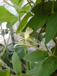金银花