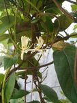 金银花