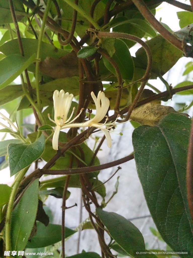 金银花