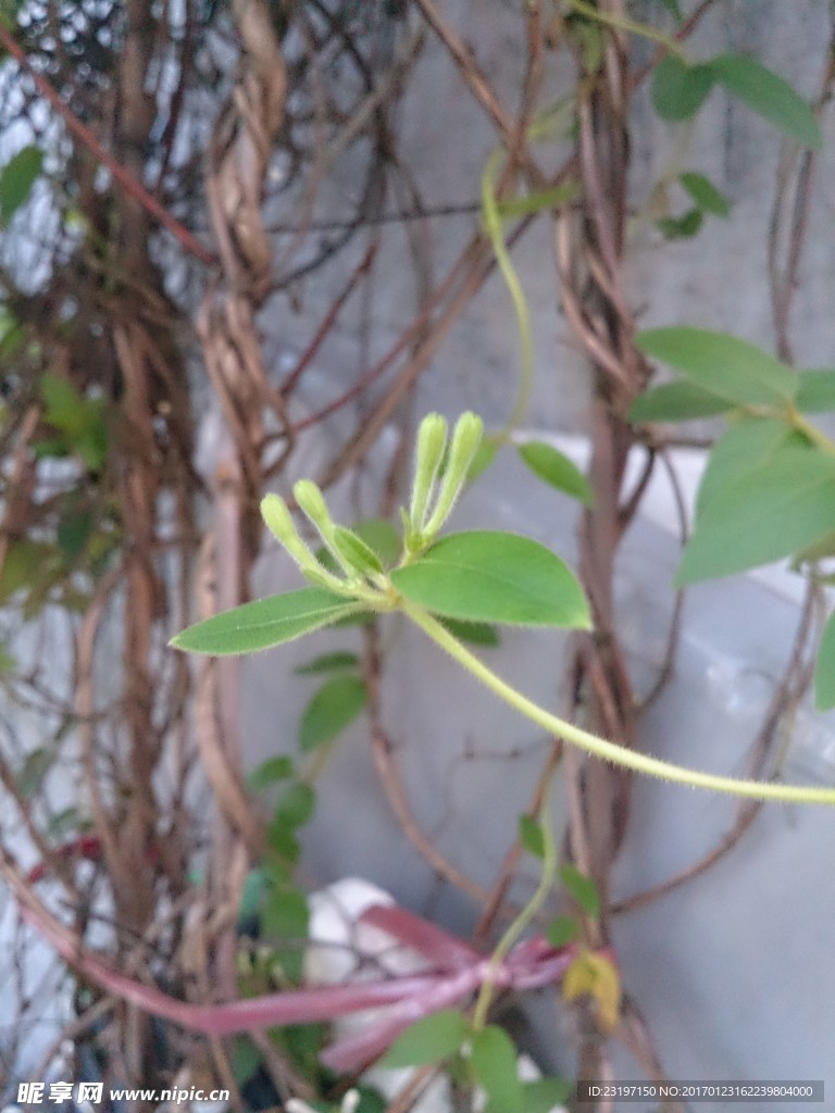 金银花