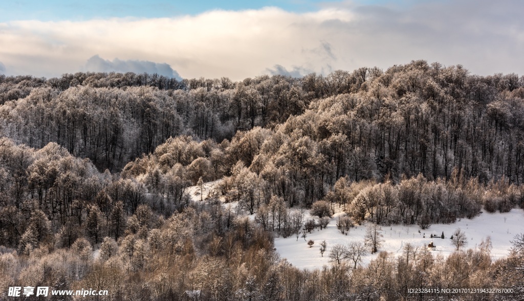 下完雪的松树林