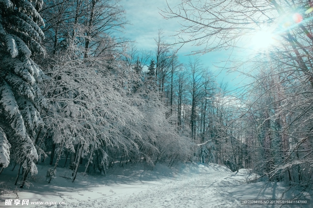 下雪后的森林