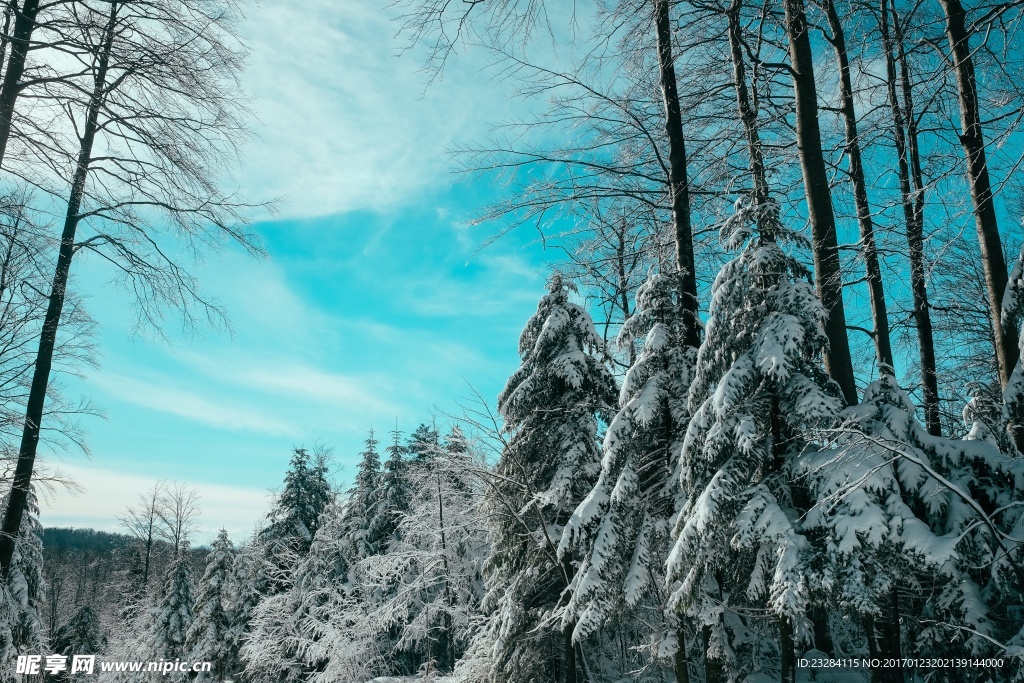 被雪覆盖的松树林