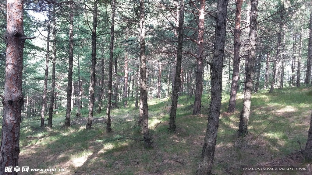 森林风景