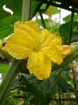 吊瓜花