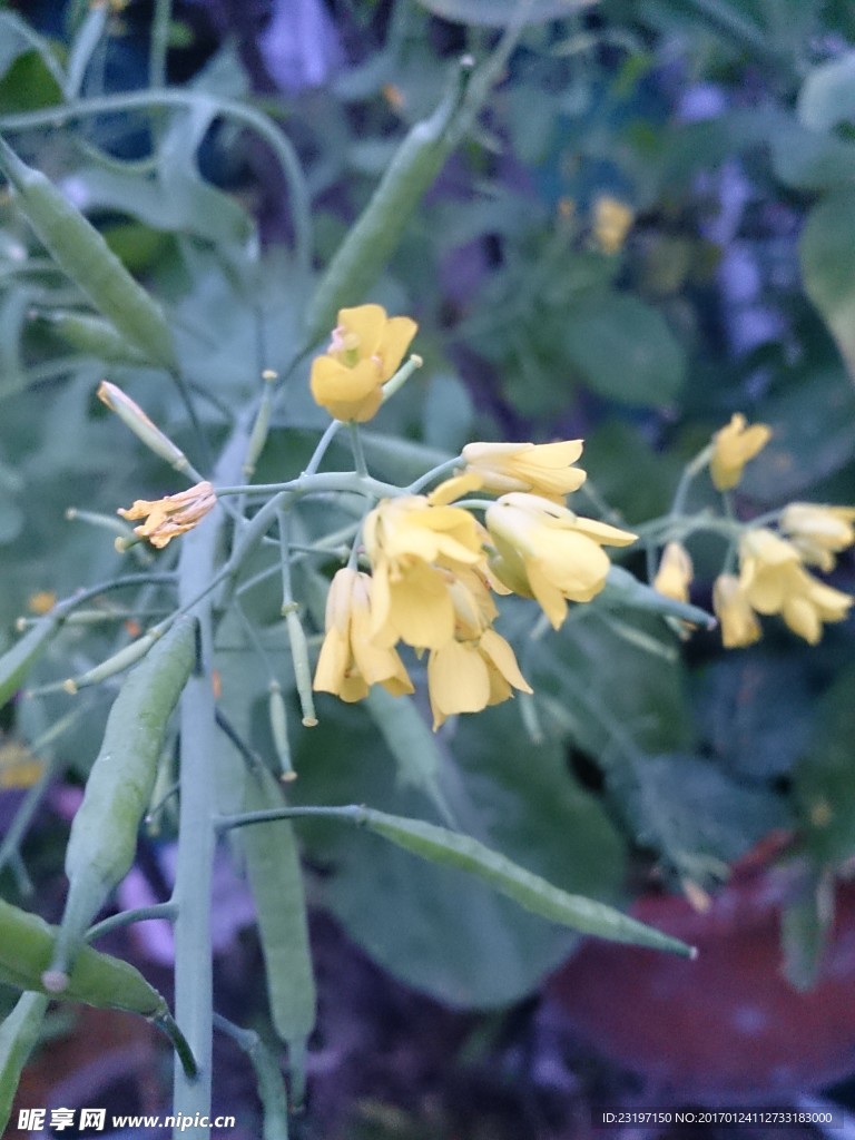 白菜花