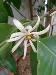 玉兰花