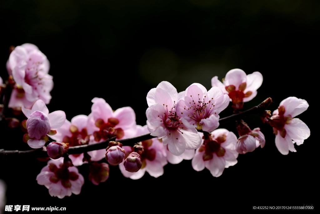 桃花