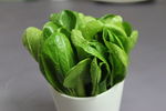 油菜