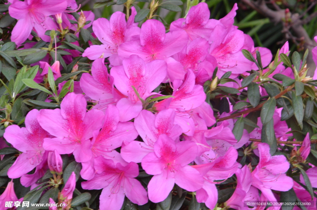 杜鹃花