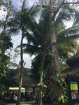 椰树