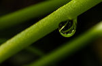 植物上的水滴