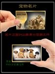 宠物名片设计