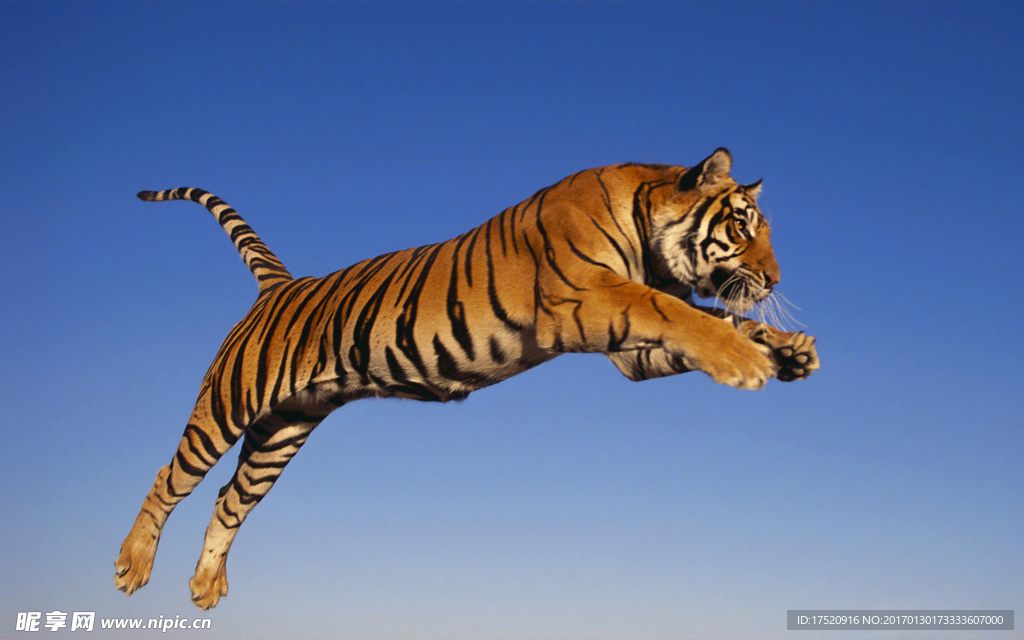 跳跃的老虎