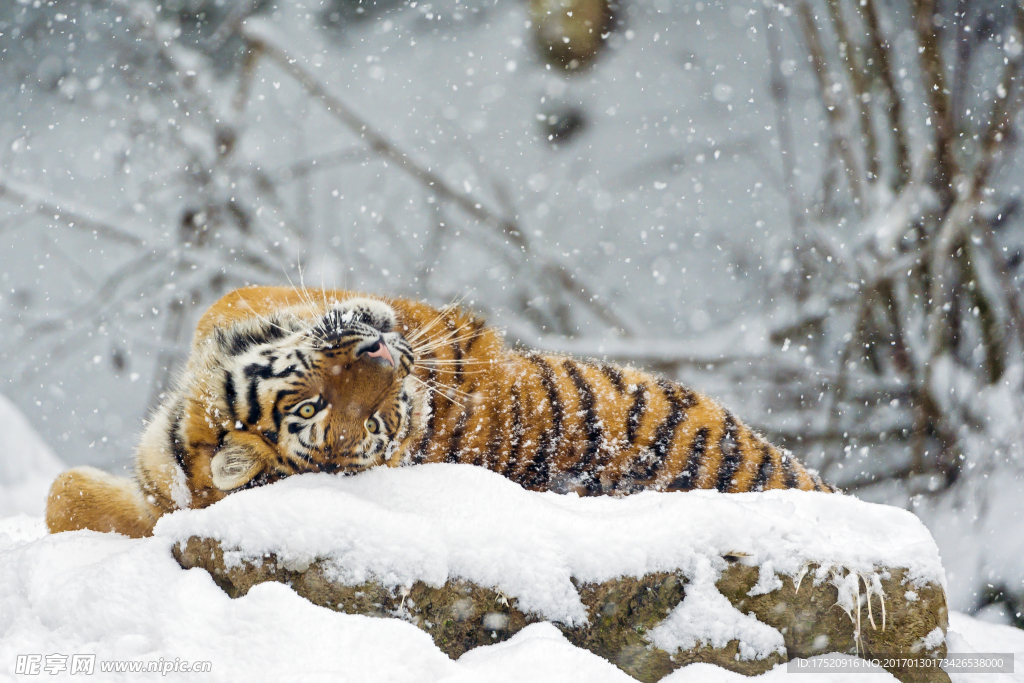 雪中老虎