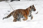 雪中老虎