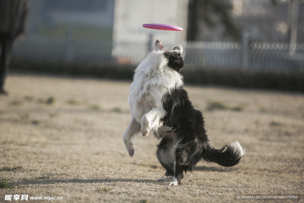 飞盘犬