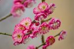 茂盛的红梅