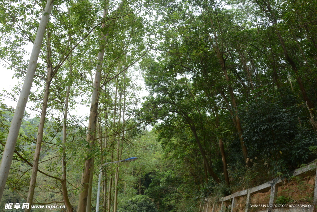 树林