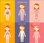 创意女子6大人体系统矢量素材