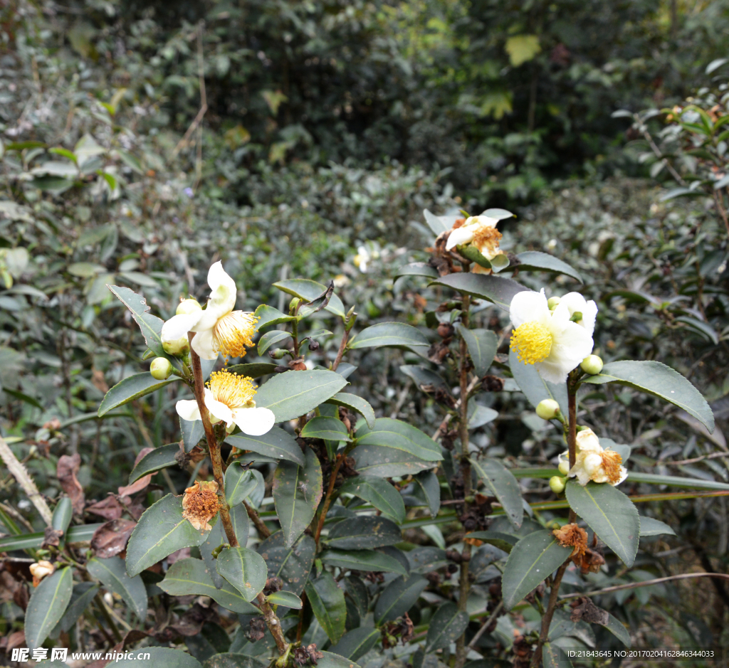 茶花
