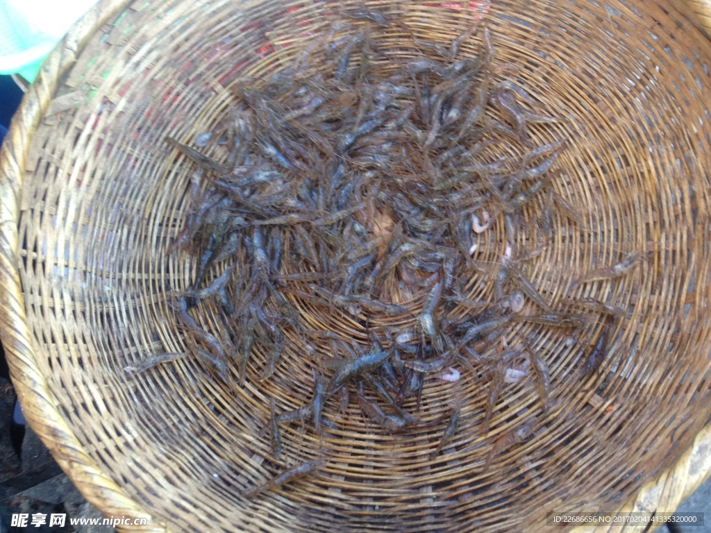 小河虾