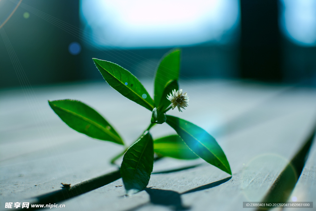植物