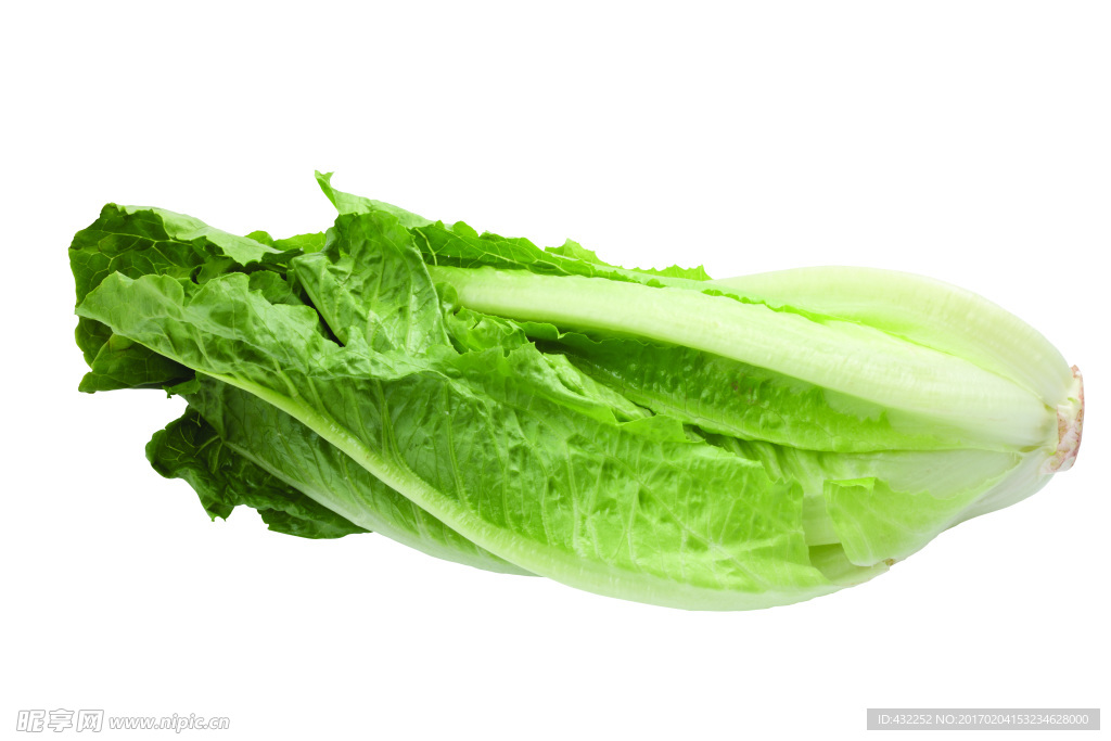 生菜