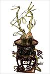 皮影戏 花卉