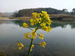黄花