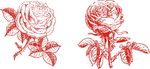 欧式玫瑰花