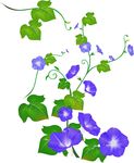 牵牛花