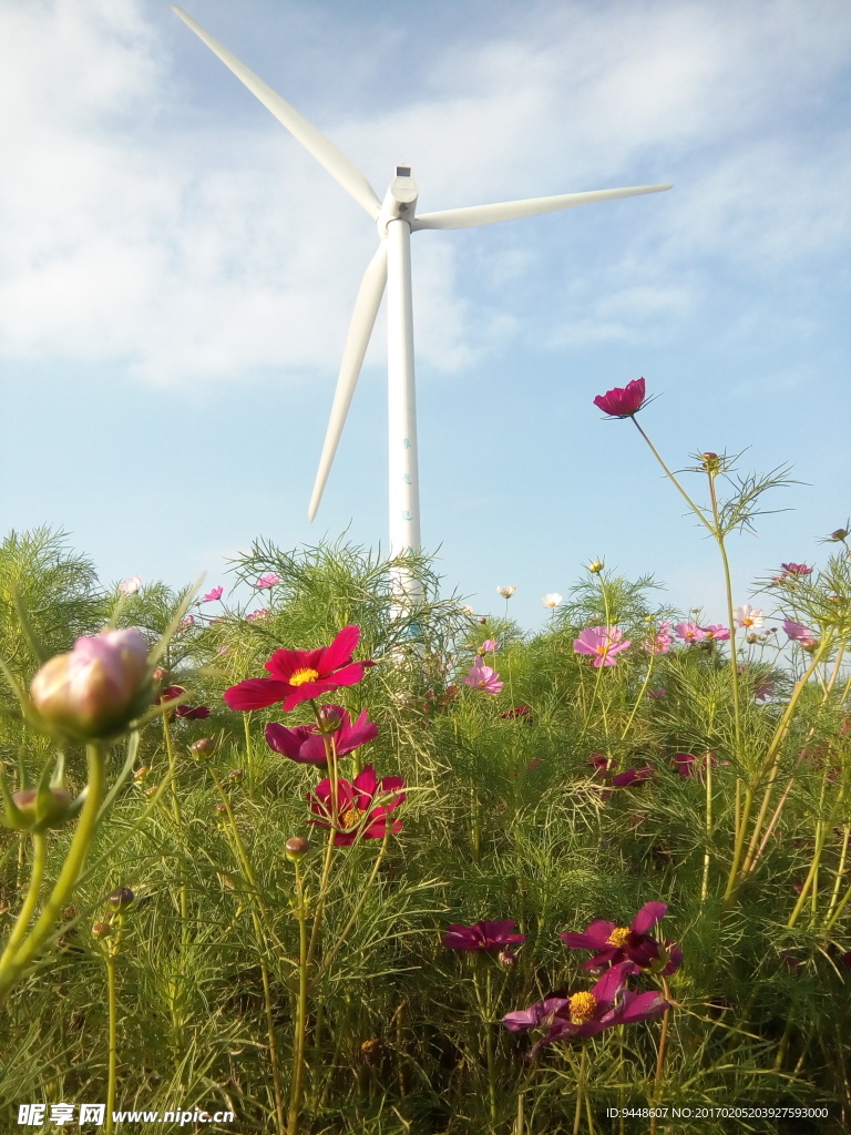 格桑花