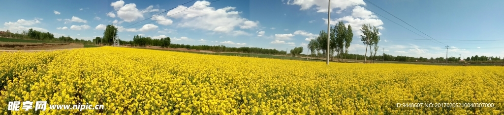 油菜花