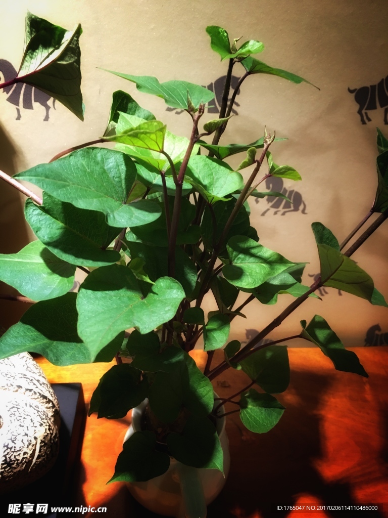 植物