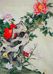 牡丹花图片