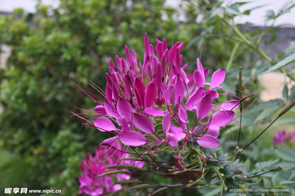 花 醉蝶花