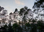 圭峰山树林傍晚