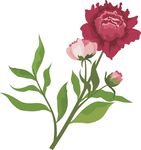 花朵   叶子  广告  花草