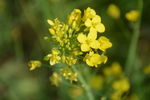 油菜花