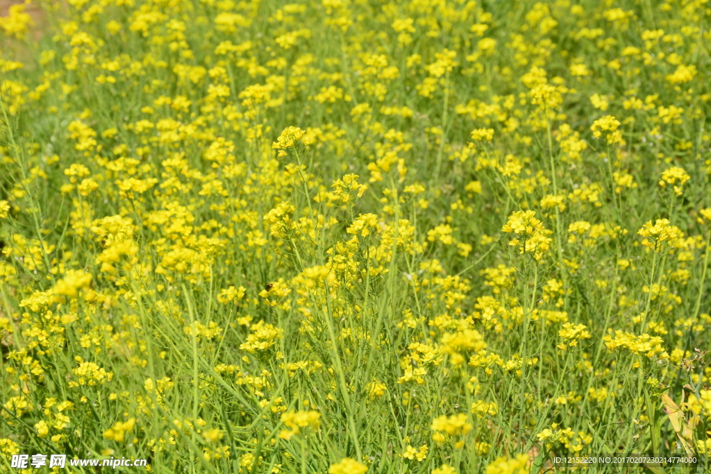 油菜花