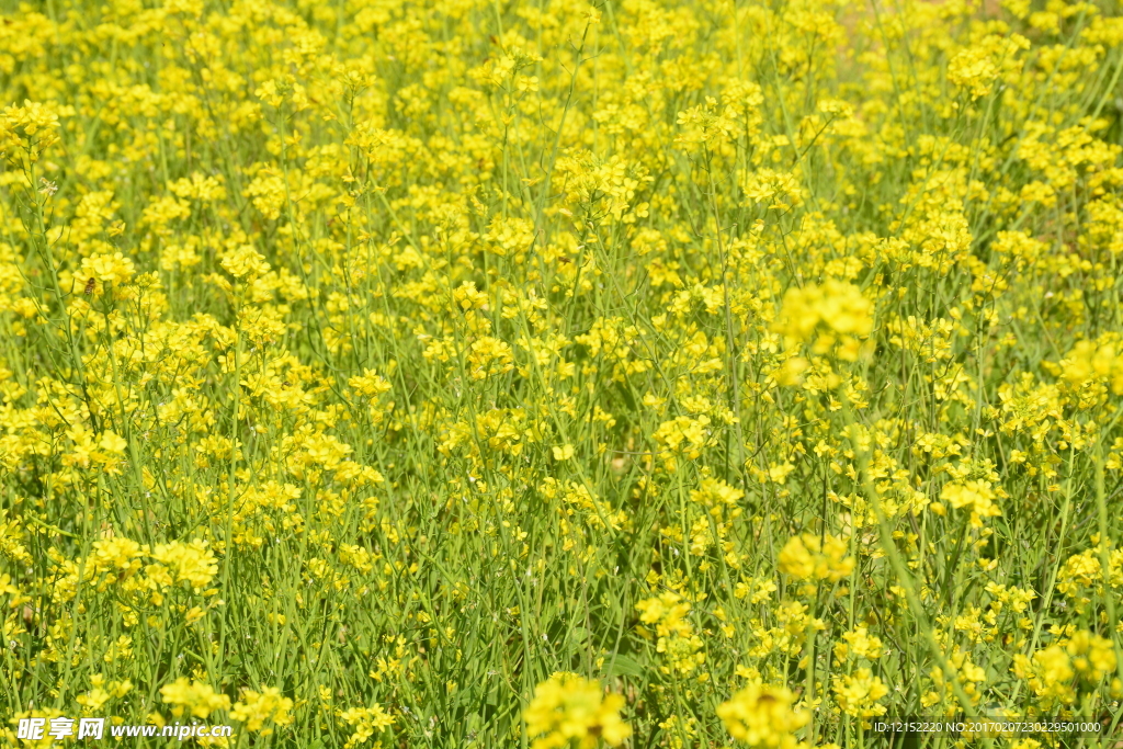 油菜花