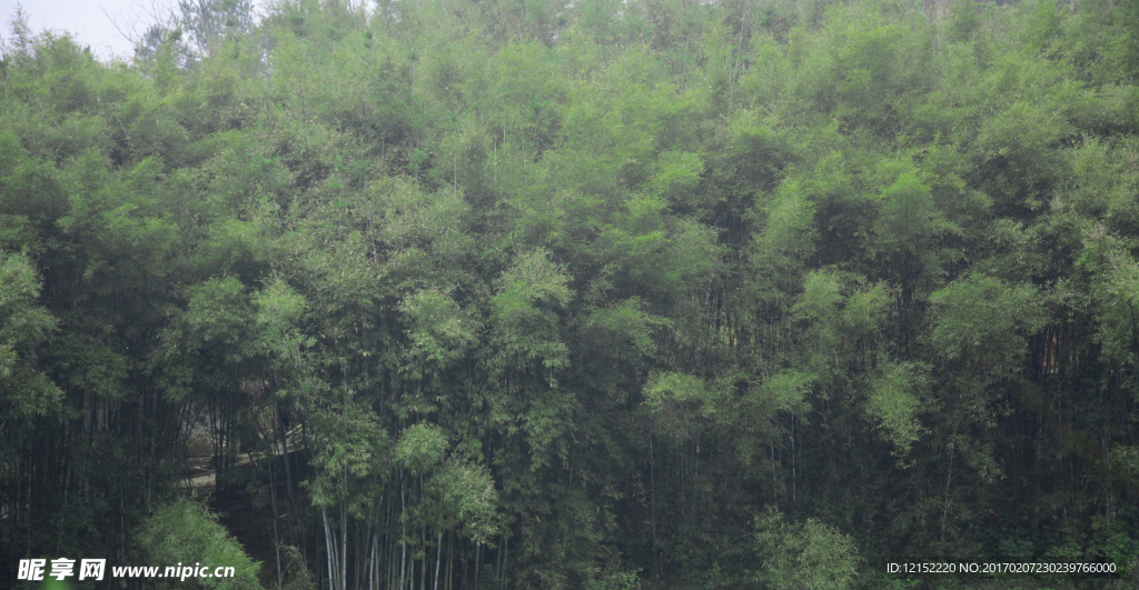 竹林