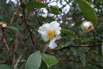 油茶花