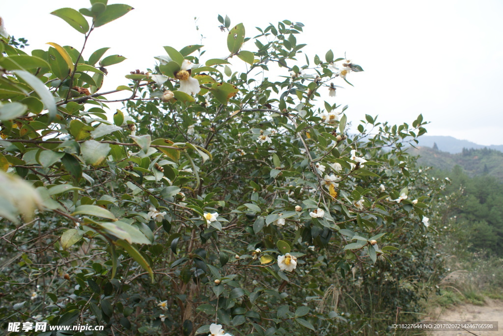 油茶林