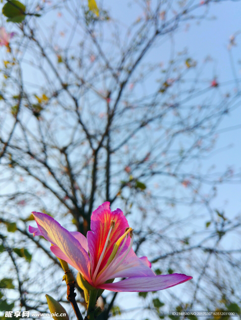紫荆花