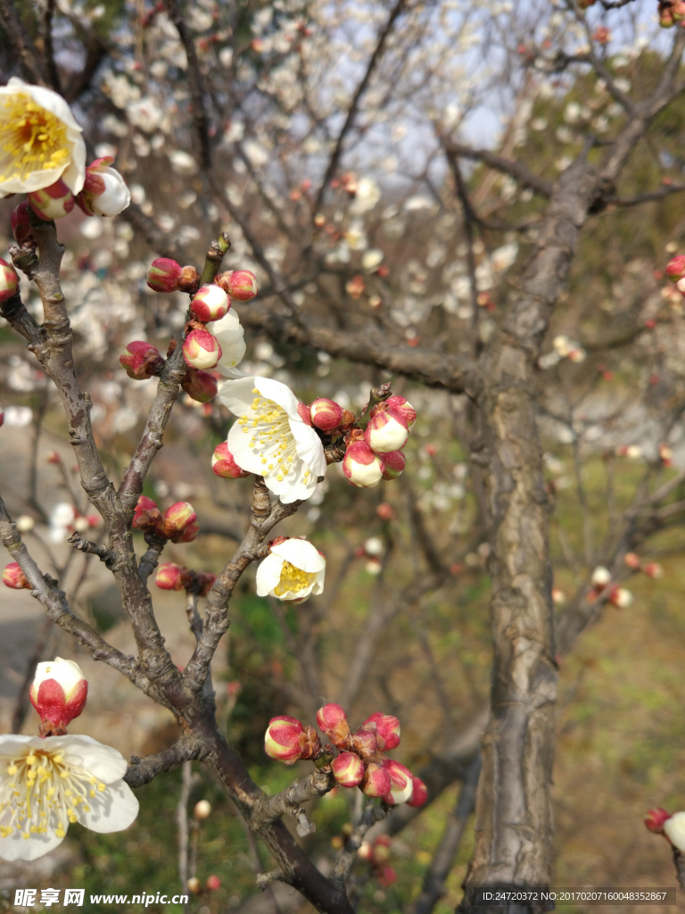 梅花