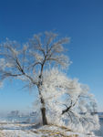 雪松