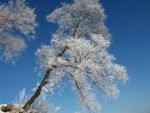 雪松
