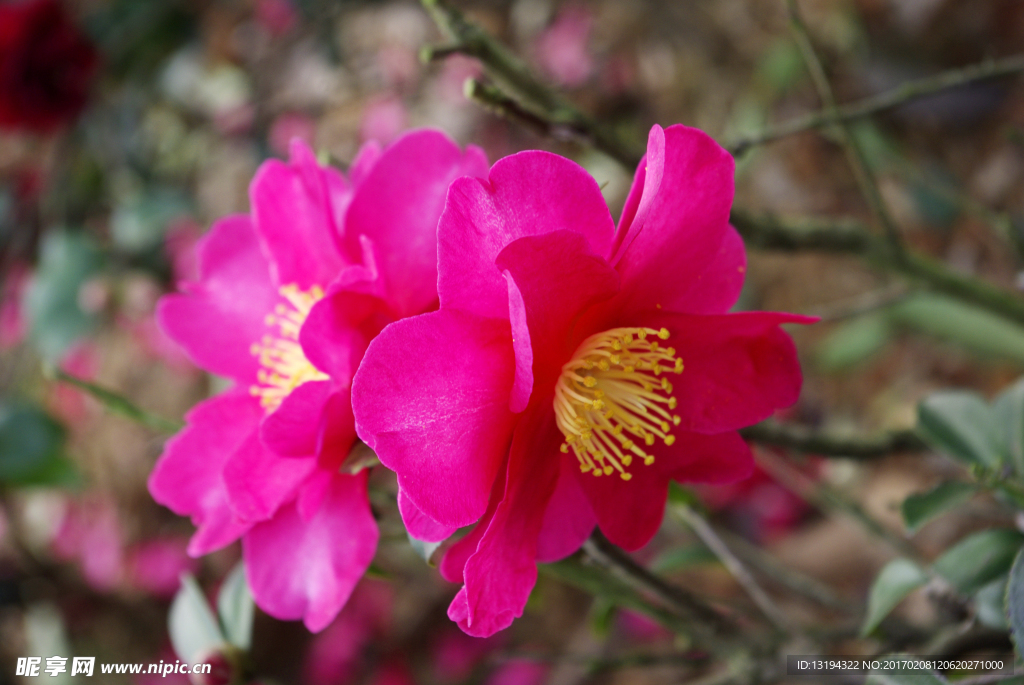 山茶花